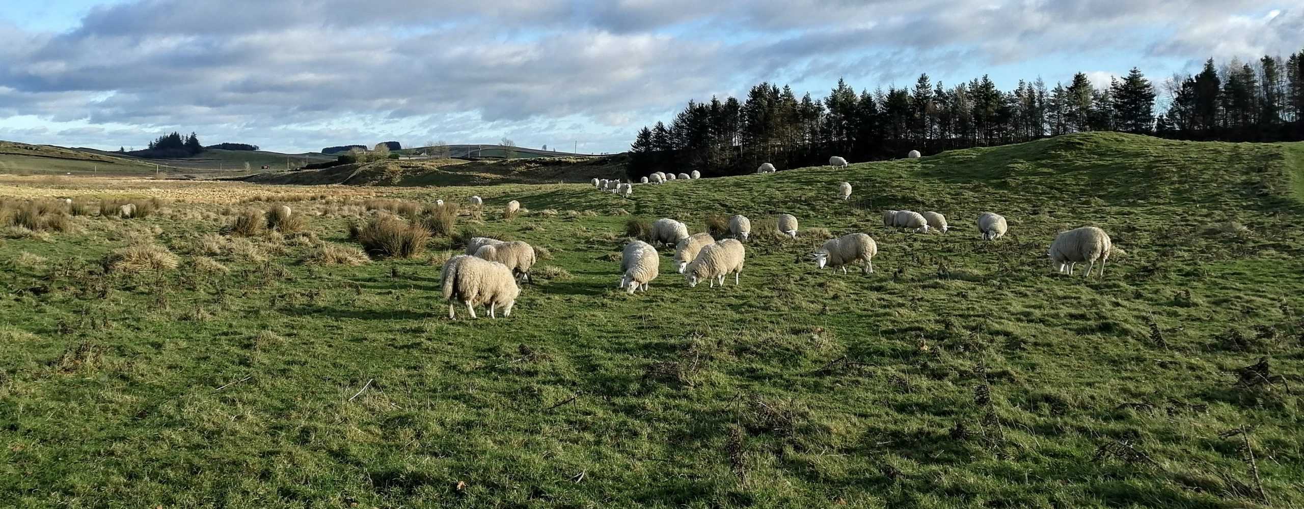 Sheep at Shepsteads